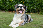 Australian Shepherd