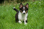 running Australian Shepherd Puppy