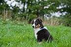 Australian Shepherd Puppy