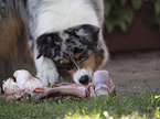 eating Australian Shepherd