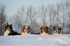 Australian Shepherds