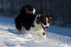 running Australian Shepherd