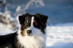 Australian Shepherd Portrait