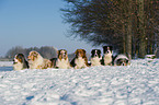 lying Australian Shepherds