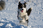 running Australian Shepherd