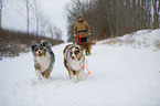 Australian Shepherds