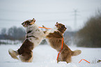 playing Australian Shepherds