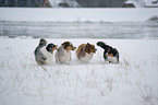 running Australian Shepherds