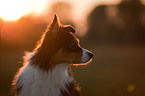 Australian Shepherd Portrait