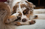 Australian Shepherd