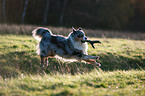 playing Australian Shepherd