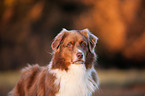 Australian Shepherd Portrait