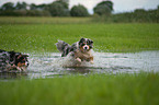 splashing Australian Shepherds