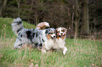 playing Australian Shepherds