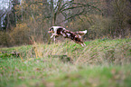 jumping Australian Shepherd