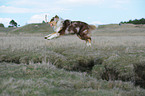 jumping Australian Shepherd