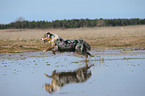 running Australian Shepherd