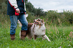 Australian Shepherd