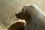 Australian Shepherd Portrait