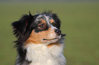 Australian Shepherd Portrait