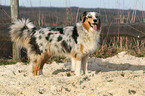 Australian Shepherd