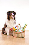 sitting Australian Shepherd