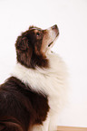 Australian Shepherd Portrait