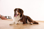 lying Australian Shepherd