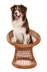 sitting Australian Shepherd