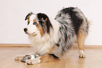 Australian Shepherd