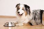 lying Australian Shepherd