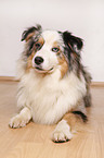 lying Australian Shepherd