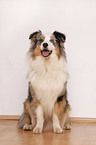 sitting Australian Shepherd