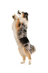 Australian Shepherd