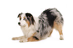 Australian Shepherd