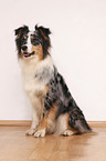 sitting Australian Shepherd