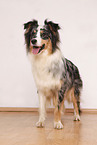 Australian Shepherd