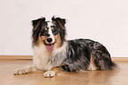 lying Australian Shepherd