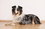 lying Australian Shepherd