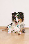 lying Australian Shepherd