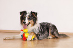 lying Australian Shepherd