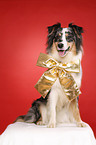 sitting Australian Shepherd