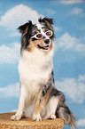 sitting Australian Shepherd