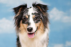 Australian Shepherd Portrait