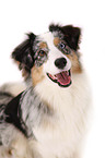 Australian Shepherd Portrait