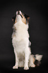 sitting Australian Shepherd