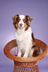 sitting Australian Shepherd