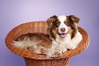 lying Australian Shepherd