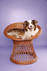 lying Australian Shepherd