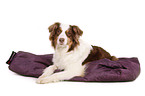 lying Australian Shepherd